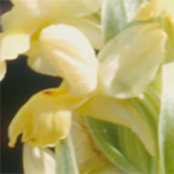 Dactyloriza sambucina insularis