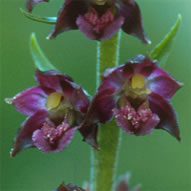 Epipactis atrorubens