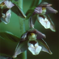 Epipactis helleborine muelleri